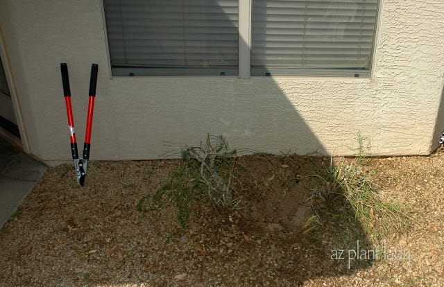 Vegetable gardening