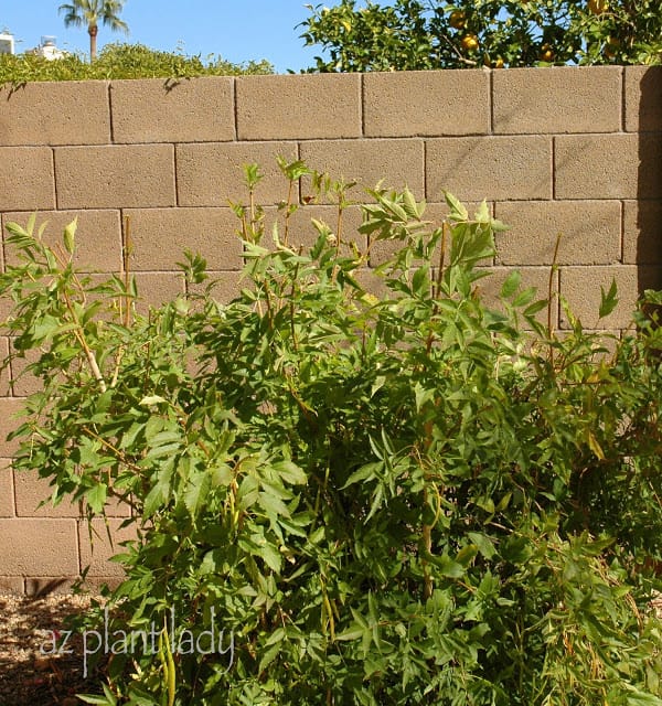 Arizona Yellow Bells 