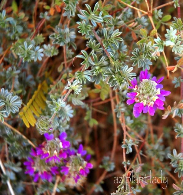 tiny purple flowers 