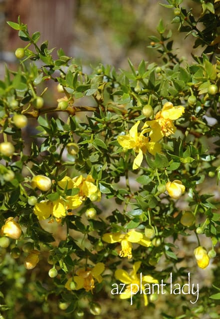 creosote in flower