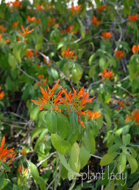 Mexican Honeysuckle