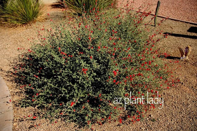 Red Globe Mallow