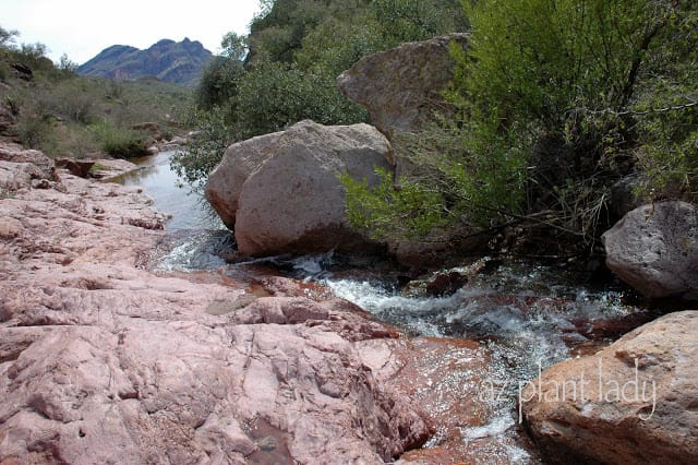 Desert After The Rain