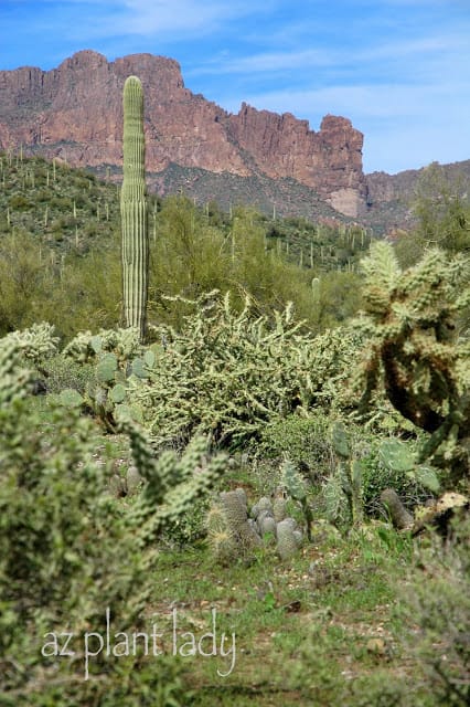 Desert After The Rain