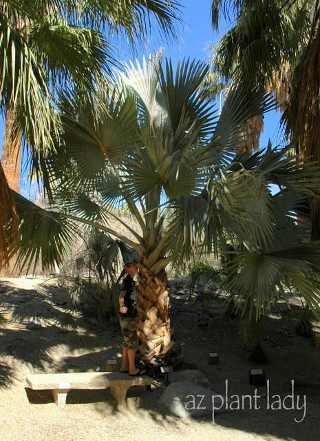 Mexican Blue Fan Palm 