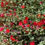 Red Globe Mallow