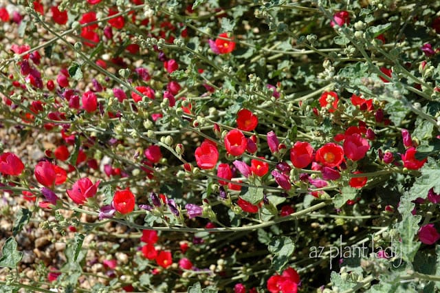 Red Globe Mallow