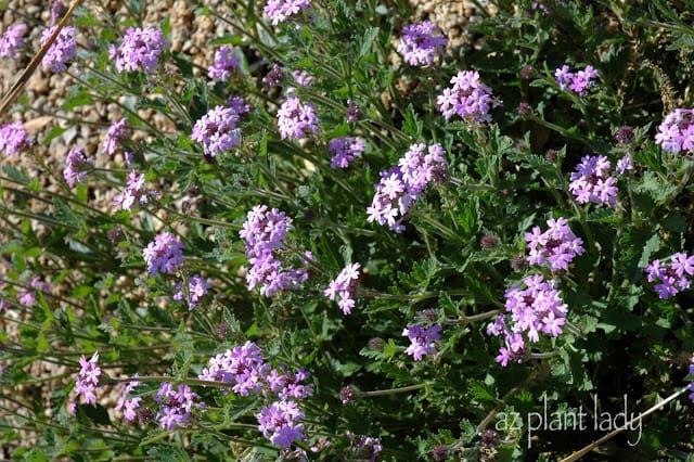 lavender blooms