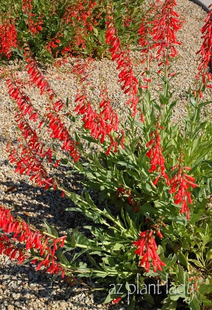 Firecracker Penstemon