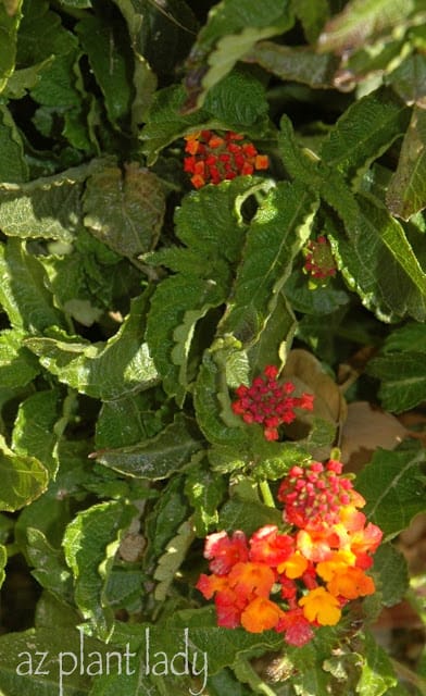 Lantana