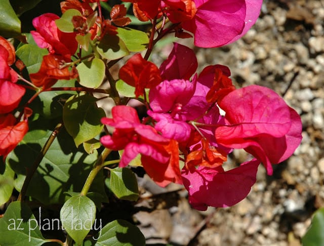 Bougainvillea