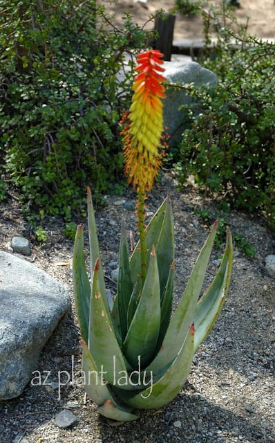 unique plants 
