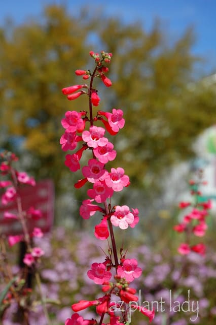 Penstemon