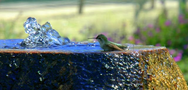 Hummingbird Bath