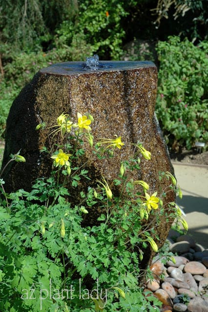 Yellow Columbine