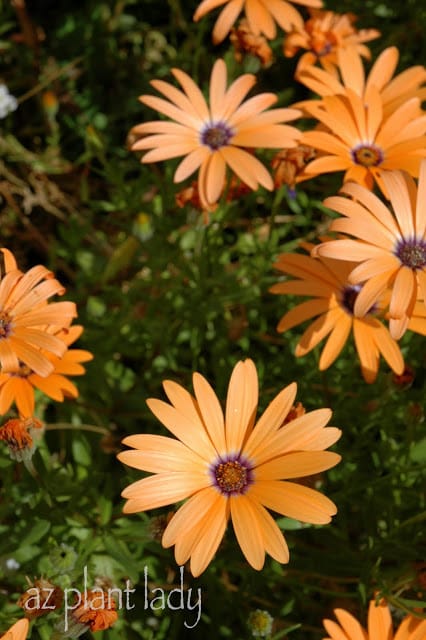 African Daisies 