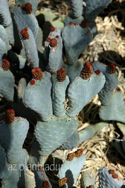  Prickly Pear