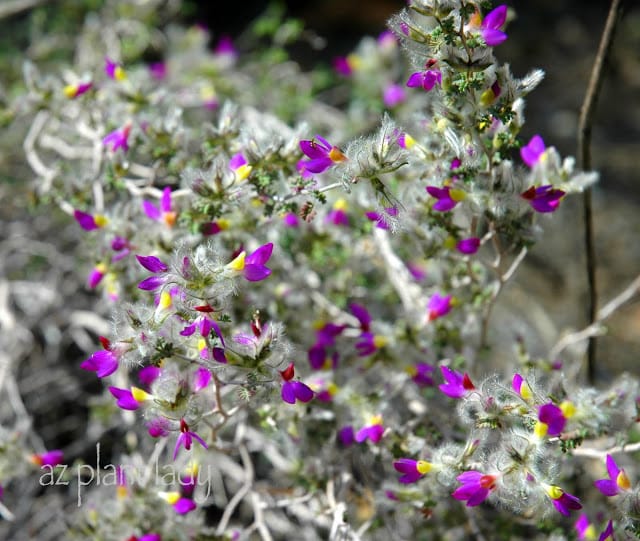 tiny purple flowers