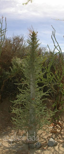 A Boojum Tree 