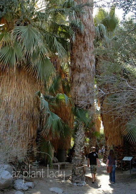 California Fan Palms 