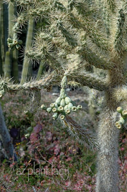 Chainfruit Cholla