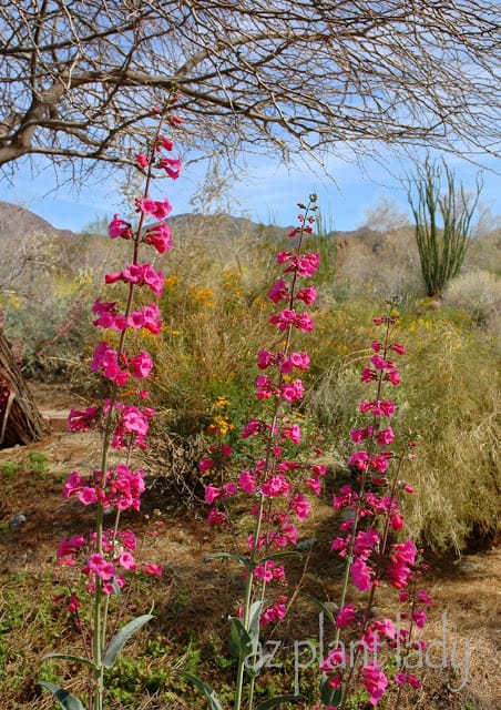 Parry's Penstemon 