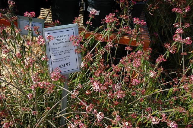 plant nursery