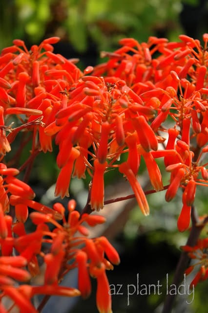 Coral Aloe