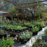 Plant Nursery