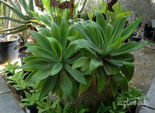 Agave attenuata