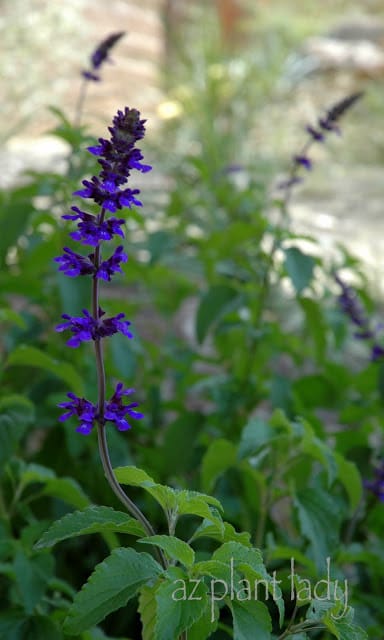 Salvia