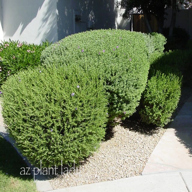 Chihuahuan Sage