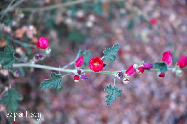 Red Globe Mallow