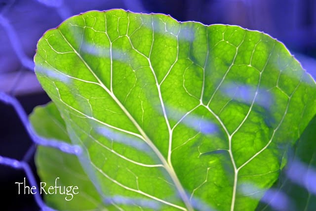 Planting vegetable garden