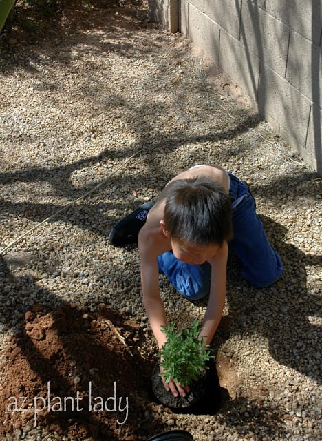 planting 