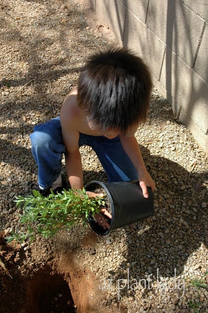 planting 