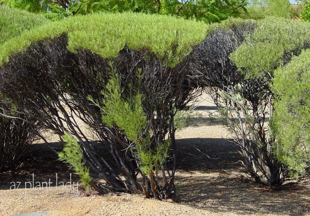 Old-Cassia-shrubs