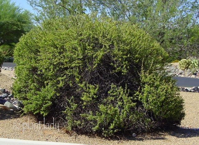 Texas Sage 'Green Cloud'