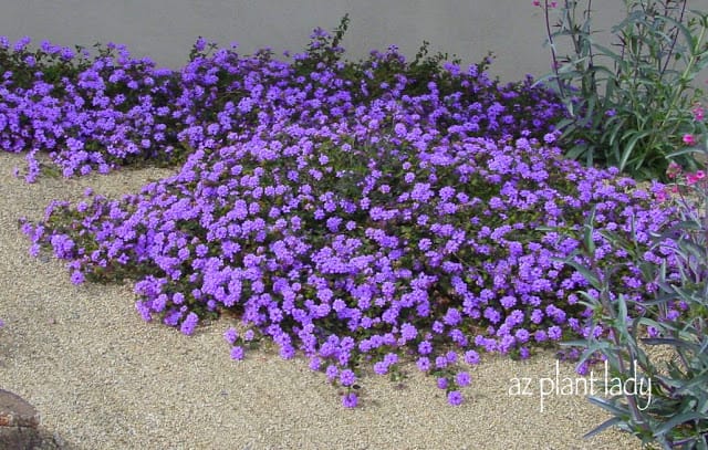 Purple Trailing Lantana