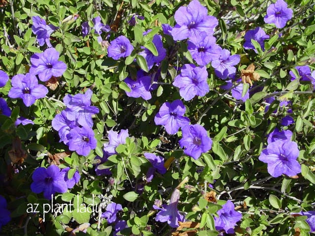 Baja Ruellia