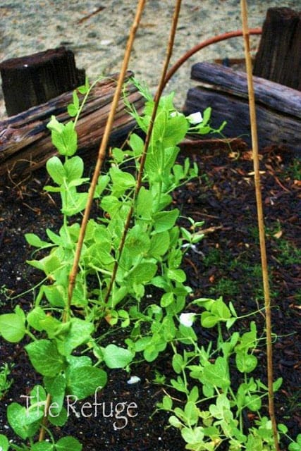 Planting vegetable garden