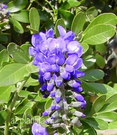 Texas Mountain Laurel