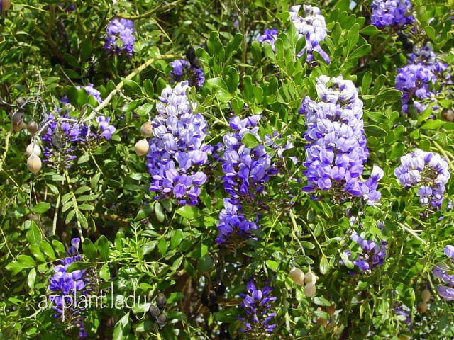 Texas Mountain Laurel