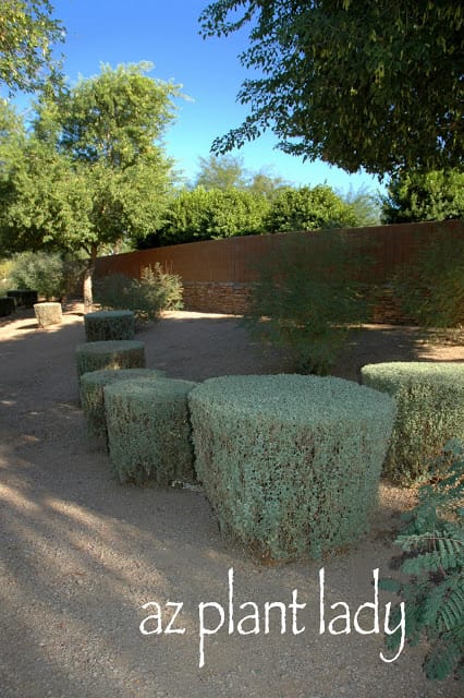 White Texas Sage shrubs