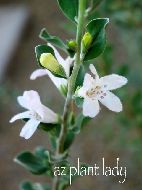 White Cloud' Texas Sage Flower