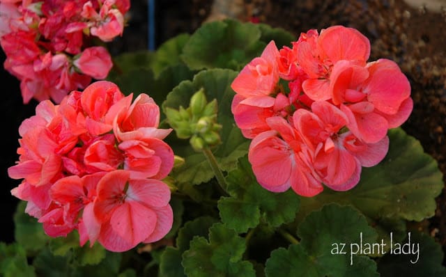 Geraniums 