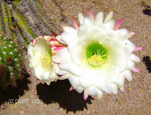 white flower