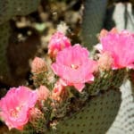 Beavertail Cactus