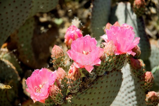 Beavertail Cactus 