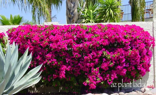 Bougainvillea 